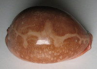 Cypraea mappa